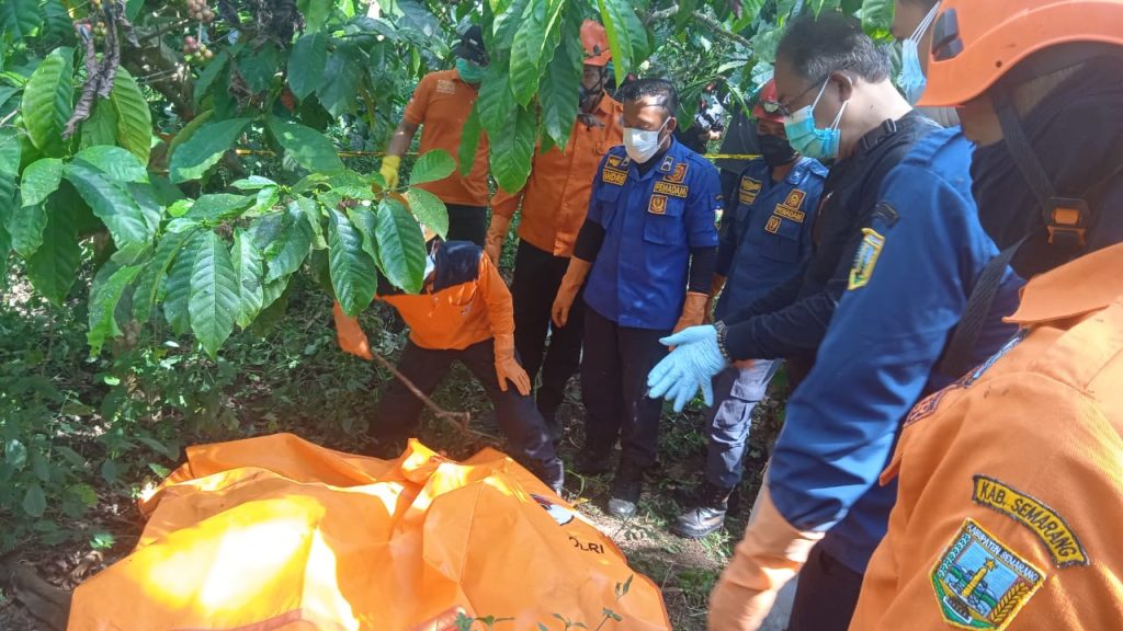 Mencium Bau Tidak Sedap Di PTPN I Asinan Bawen Ditemukan Mayat Tanpa Identitas.
